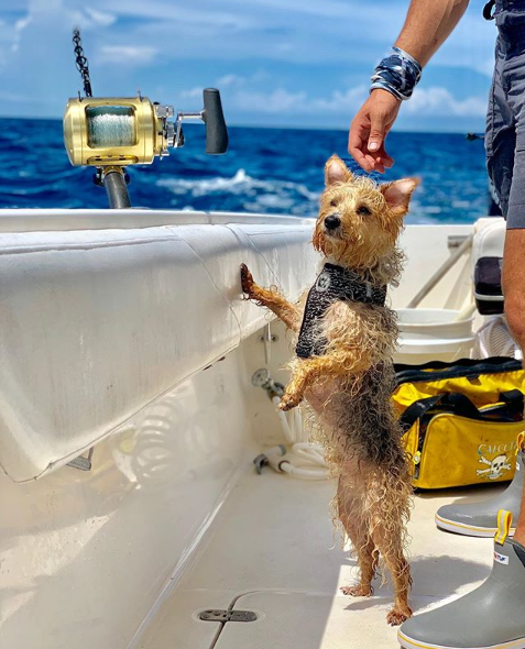Over there! I am Paw-sitive it was a fish! #dogswhofish #safetyfirst #calcuttaoutdoors #calcuttatacklebags #calcuttafishing #Calcuttafishinggear

📸winston_wanders_with_cooper