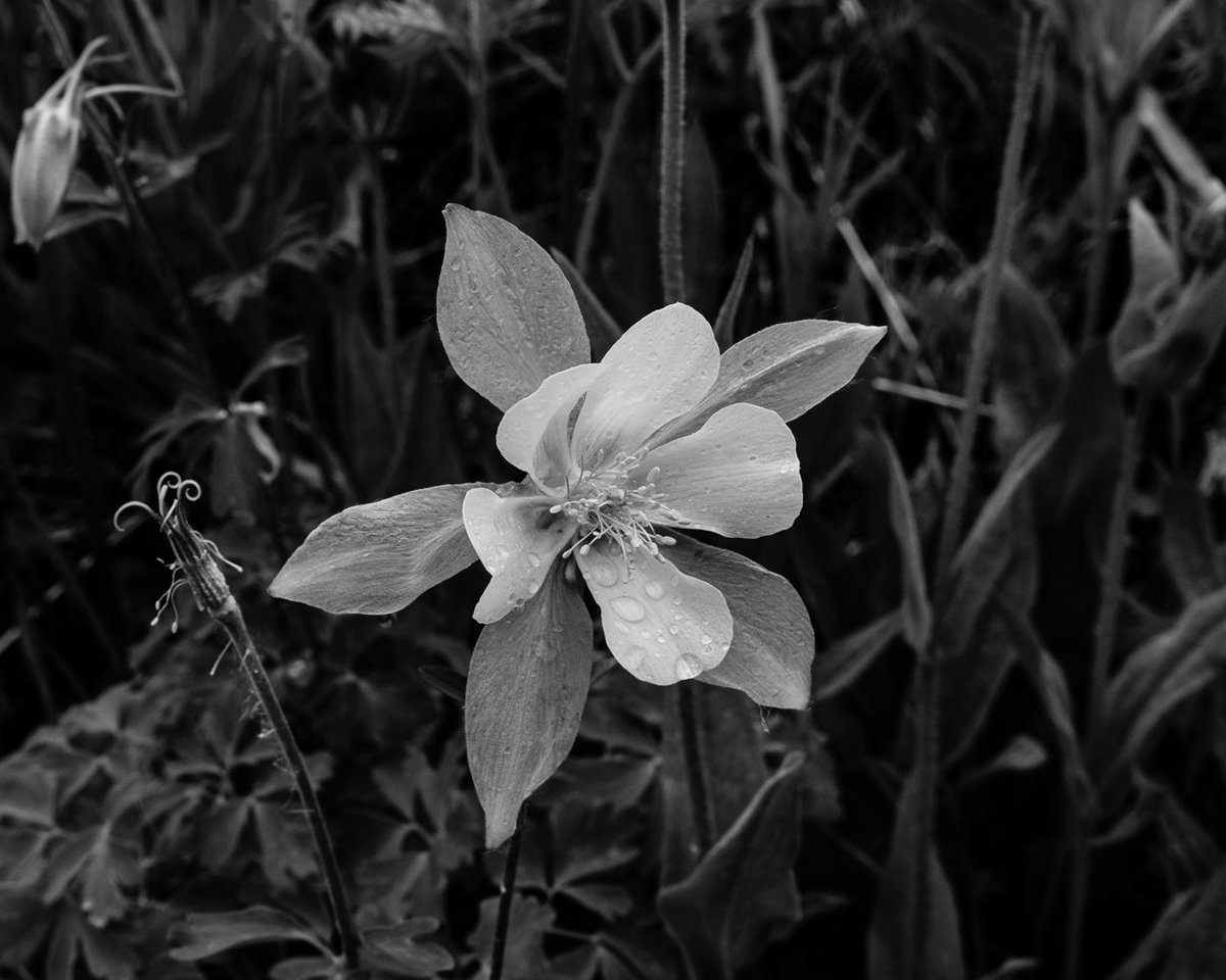 louieography's tweet photo. Columbine wildflower https://t.co/50y9OAX05C #wildflowers #coloradolive #fujifilm_xseries https://t.co/GXSWmkrXF6