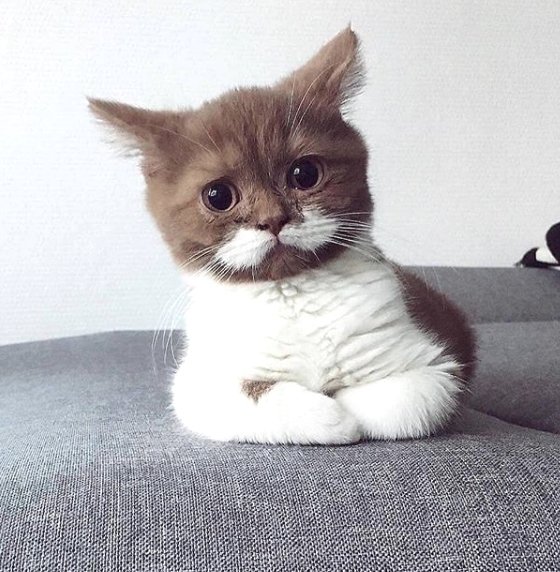 TodayCat1's tweet image. Are you serious right now...😹 

🔔 Don't miss out on any post - turn notifications ON

#ilovemycat #instacat #kitten #kittens #kittensofinstagram