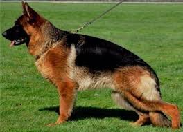 I'm 5yo, car-ride-lovin', German Shepherd mix, Watson. I'm a chill pup. I LOVE my people &amp; want to be w/ them as much as possible, so I want a forever home where we're together most of the time. Dogs OK. Cats(?) Apply at WAALrescue.org/adopt! #WAALrescue #adopt #germanshepherd