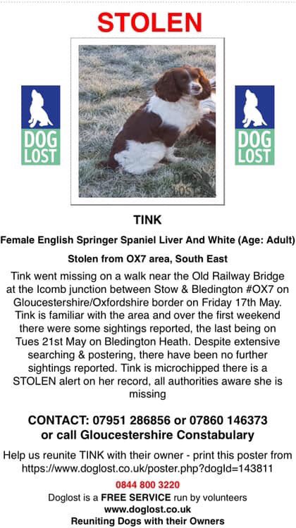 rosieDoc2's tweet photo. #findTink #SpanielHour WHERE IS THIS BEAUTIFUL GIRL #ESS liver&white another #Spaniel went #missing on a walk 😓 near the OLD #Railway bridge at the #Icomb junction between #Stow (#StowOnTheWold ) & #Bledington #OX7 #Gloucestershire / #Oxfordshire borders 🆘 https://t.co/Rrg88zqbWr