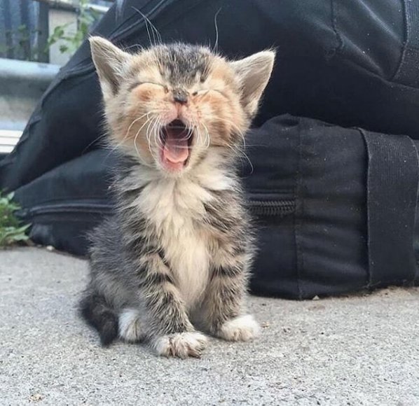 Just too tired today 😸♥️ #cute #cat #cats #kitten #kitty #kittens #caturday