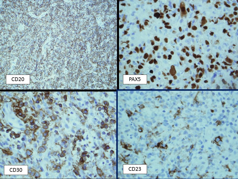Siba El Hussein, MD tweet media