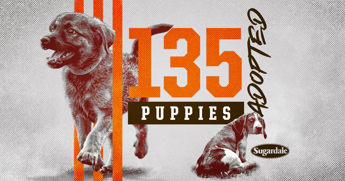 Browns's tweet photo. 1️⃣3️⃣5️⃣ very good boys and girls found forever homes this year from our @SugardaleFoods Puppy Pound! 🧡

#BrownsCamp https://t.co/Lc4dQc1TWw