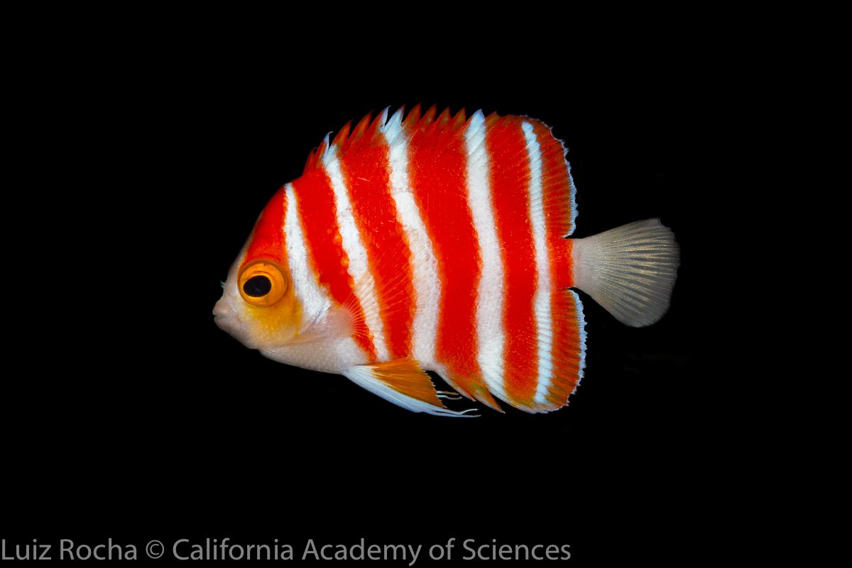 CoralReefFish's tweet image. Breaking news everyone! After many delays, flights, and quarantine, I am happy to announce that the fishes we collected in French Polynesia are now on display in our Twilight Zone exhibit! And here is the star of the show, Centropyge boylei! We have a trio! #HopeForReefs