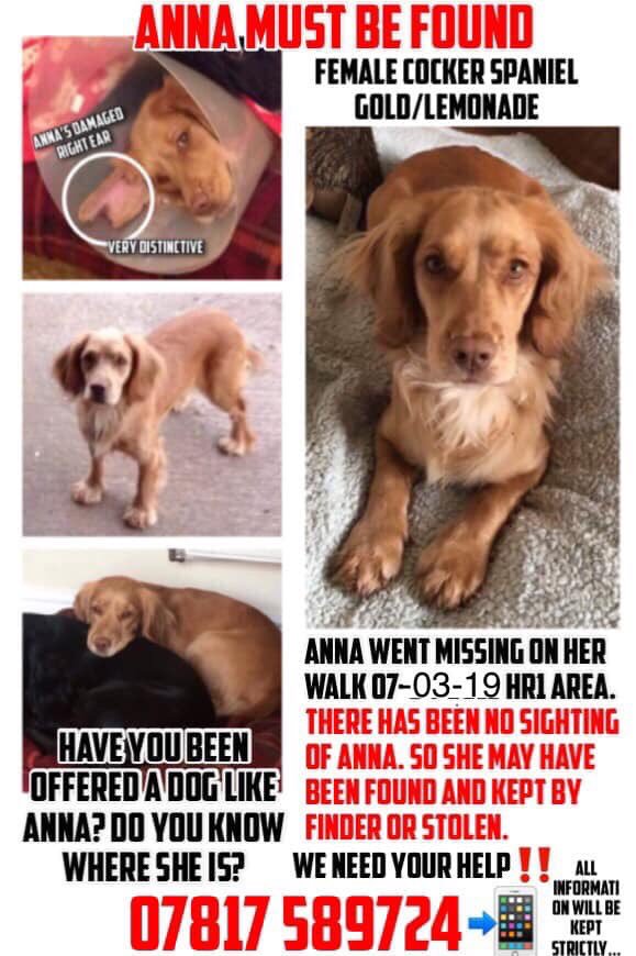 SheridanAlcock's tweet photo. #spanielhour
#findAnna 🐶 #MISSING 7.3.19 
Gold #cockerspaniel  #HR1 area 
There's been no sightings of Anna 
Do you know anyone who has a dog like Anna? 
**Please check right ear Anna has a very distinctive damaged ear look at pic below 👇👇** 
🙏🐾🙏🐾 https://t.co/4GOWSVUHuR