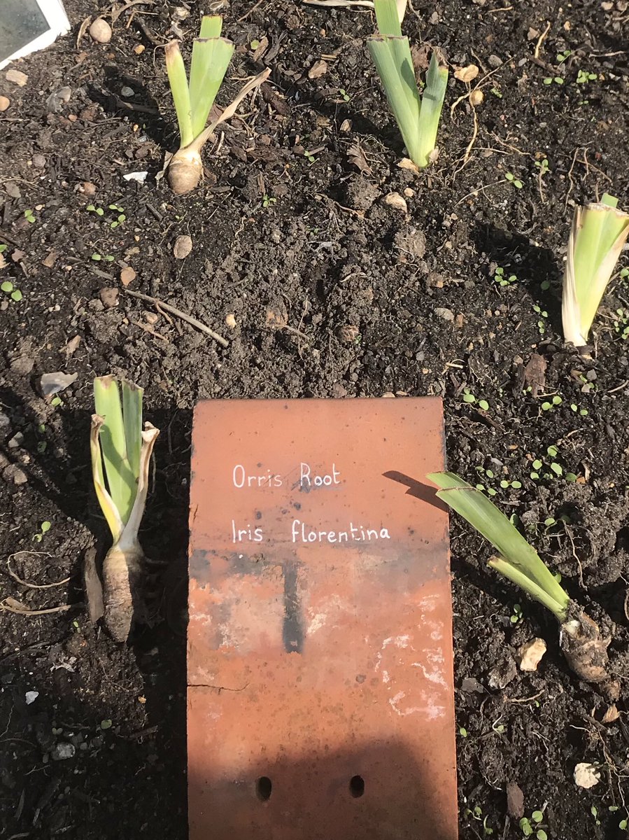 beccajberger's tweet photo. Came across this in Hampton Court kitchen gardens today - couldn’t think why I’d heard of it before and then realised it’s one of the roots in @bright_spirits Roots Gin! https://t.co/lrfTjLKzSf