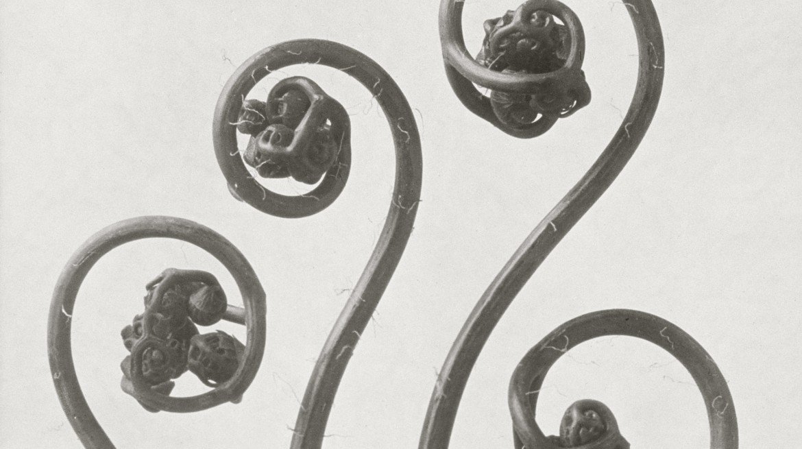 This week's edit features the work of Karl Blossfeldt. Beguiling, striking and architectural, his botanical images still sit comfortably in the landscape of contemporary art. lagomdesign.co.uk/blogs/edits