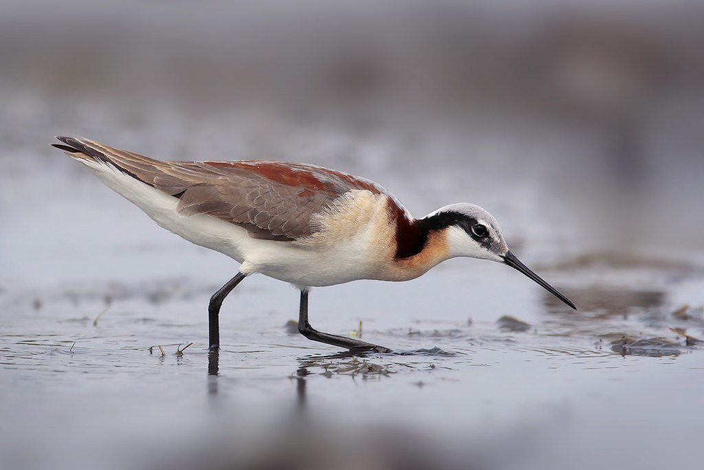 ShorebirdsDay's tweet photo. Making the Global Shorebird Counts simple https://t.co/K2TVZvzcHq https://t.co/OkGnrUaR2T