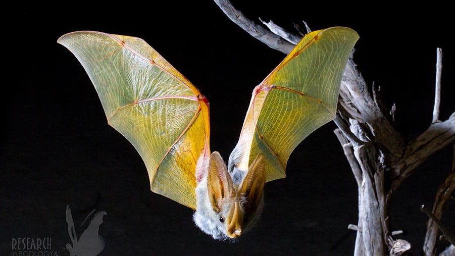 gizmag's tweet photo. Tiny GPS backpacks shed light on nightlife of desert bats - https://t.co/vxXkptXzL2 https://t.co/mV7KoTnZv3