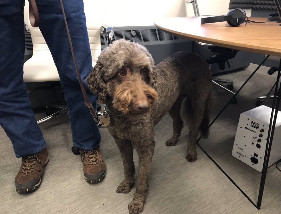 LiamFromBoston's tweet photo. Paula Jean is BACK with us tonight at 8 on TV38 — along with her human and legendary dog trainer Tom Shelby. Let us know if you have questions about training your dog! #WBZ https://t.co/JqhZ4b11g4