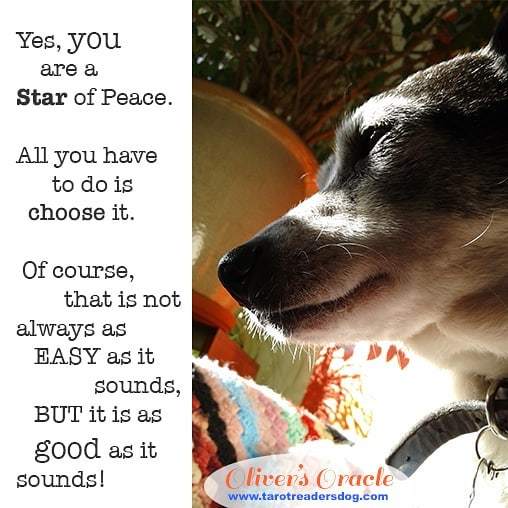 TarotReadersDog's tweet photo. Hi Wednesday Stars! For a little star inspiration, check out The Tarot Reader's Dog 🐕. YA fiction for young mystics and wisdom seekers of all ages https://t.co/rUOWAaMELB #yafiction #kidsreading #star #read #reading. #spirituality #Wednesday #happydog… https://t.co/OUM16GAmBY https://t.co/fJWZqPSXXC
