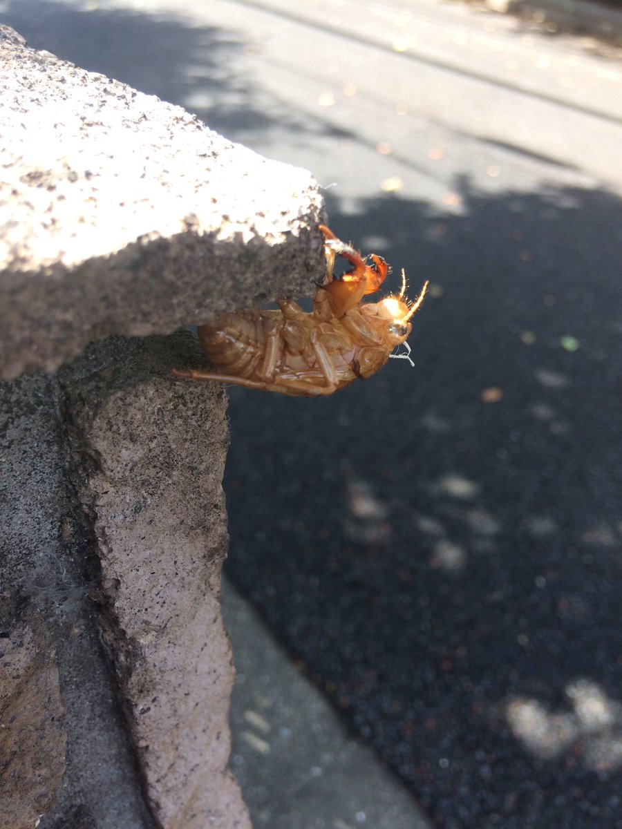 manabe0709's tweet photo. 我が家の玄関に、セミの脱け殻が(^^)そろそろ夏も終わりかなぁと思う。

#夏も終わり #蝉の脱け殻 ＃少し寂し https://t.co/bhn3VNosn7