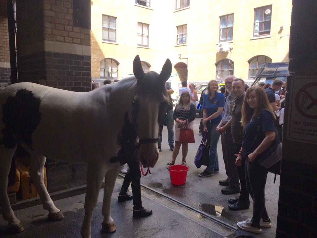 CityHorses's tweet photo. Fantastic day at @CityPolice open day. #PHScooby #PHSawyer #PHWellington met some lovely people. Great day @CityPoliceDogs https://t.co/QRNznNT2Lt