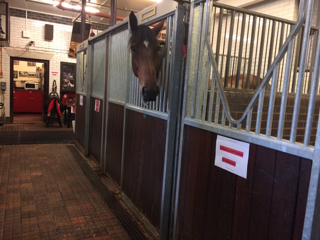 CityHorses's tweet photo. Fantastic day at @CityPolice open day. #PHScooby #PHSawyer #PHWellington met some lovely people. Great day @CityPoliceDogs https://t.co/QRNznNT2Lt