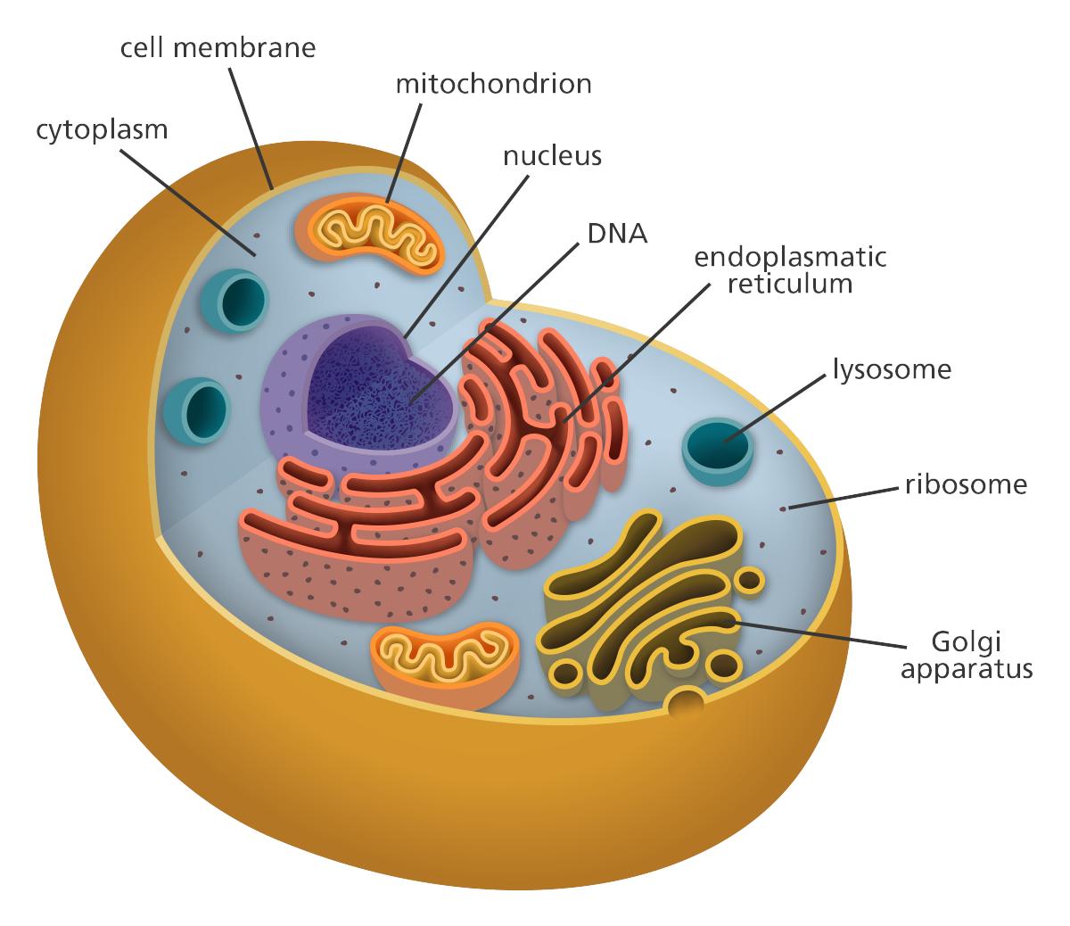 realistic animal cell