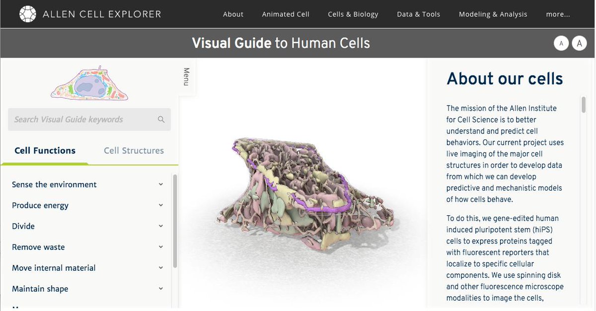 When I teach #CellBiology I love showing this cartoon (left) and telling students IT IS A LIE. Cells don't look like this! 

This year I'm excited to show students the <a href="/AllenInstitute/">Allen Institute</a> Visual Guide as a resource (right) for a more realistic (and, IMO, interesting) picture.