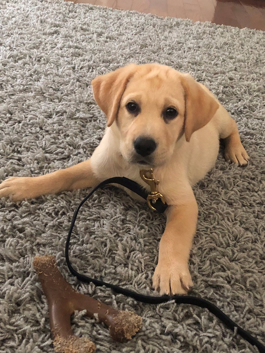 gy6ptsdsupport1's tweet photo. Gwen Stacy stealing hearts! ❤️❤️ #gotyoursix #gy6 #ptsd #ptsddogs #ptsdsupportdog #ptsdservicedog #servicedog #servicedogsofinstagram #dogsoftwitter #gwenstacy #greengoblin #spiderman #stop22aday #nonprofit #hope #ptsdrecovery #hope #veterans #firstresponders https://t.co/yE7U5l3abh