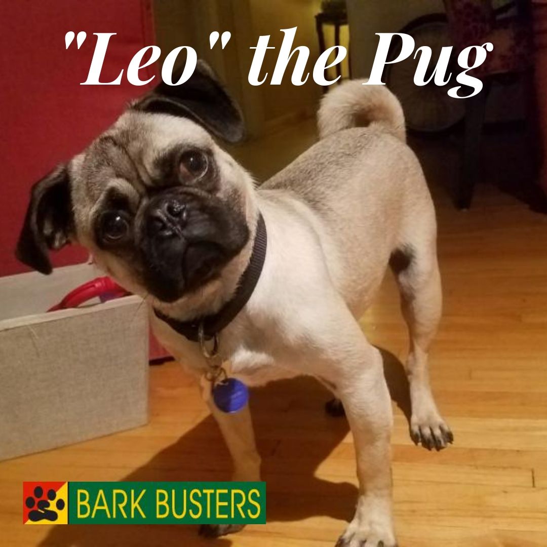 BarkBusters_LA's tweet image. A giant hug to &quot;Leo&quot; the pug who was a very attentive student yesterday and totally turned his behavior around! So happy #barkbustersgreaterla taught his per parents to take charge so Leo was no longer running the house. #pugtraining #aggressiontraining #stopbarking