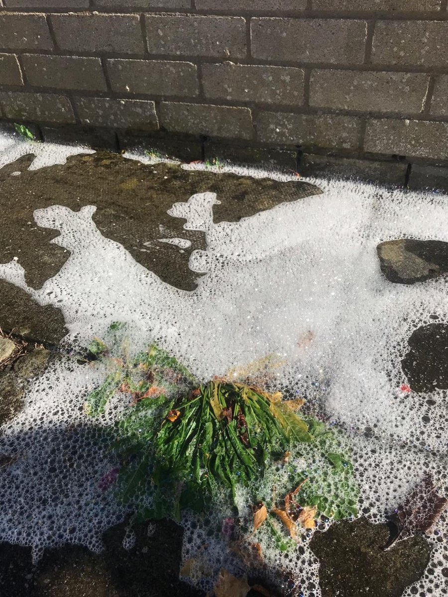 WeedingTech's tweet photo. We get asked a lot how #Foamstream works. The solution's triple action advantage is not only in killing the weed’s leafy surface, but also in sterilising the seeds and damaging the root. It delivers highly effective results. #herbicidefree #greensolution #Weedingtech https://t.co/d9bcwJHU4C