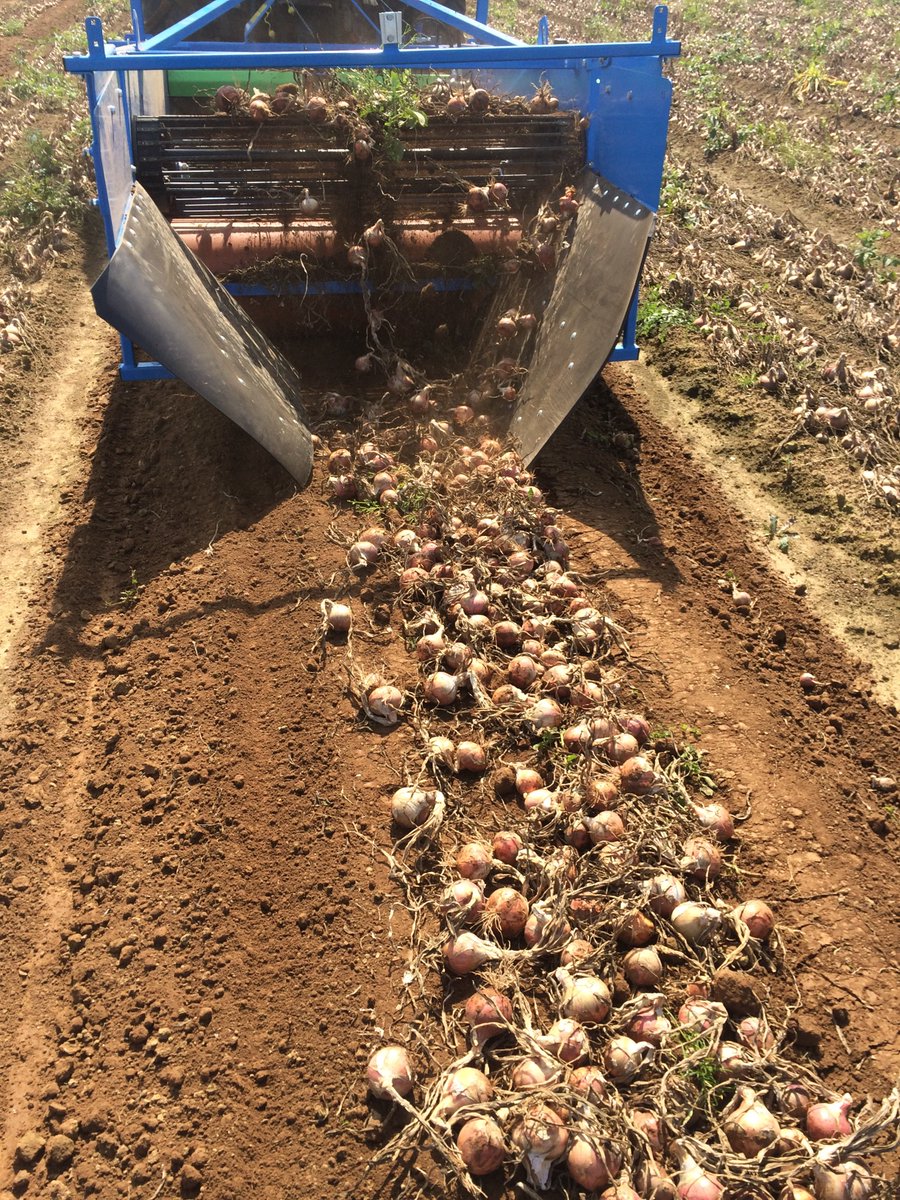 sasmichelodic's tweet photo. Mise en route d'une #arracheuse aligneuse #Krukowiak Saturn sur le secteur de Lanhouarneau dans le #Finistère.
La #machine est équipée d'un rouleau de rappui avant la dépose au sol.
#FrAgTw #agribretagne #agriculture #agriculteurs #agtech #récolte #oignon #oignons #Bretagne https://t.co/ZnA6OIEuek