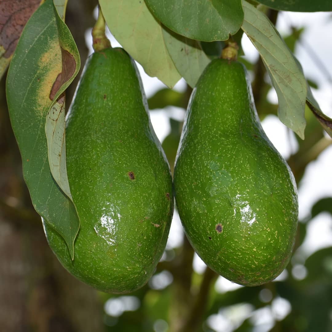 diana4628's tweet photo. Buenos días!!! Este año la cosecha de árboles frutales ha sido buena.. Después del #HuracánMaría la agricultura se vio destruida, pero poco a poco se ha ido recuperando.. #aguacate #mandarinas #guayaba #panapen #Ciales https://t.co/aafJWQtaT4
