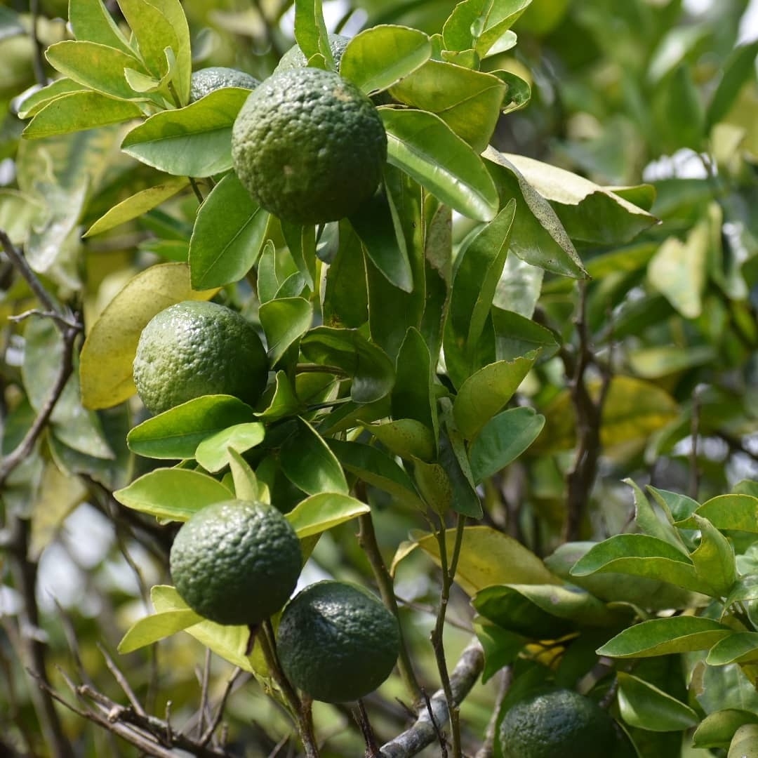 diana4628's tweet photo. Buenos días!!! Este año la cosecha de árboles frutales ha sido buena.. Después del #HuracánMaría la agricultura se vio destruida, pero poco a poco se ha ido recuperando.. #aguacate #mandarinas #guayaba #panapen #Ciales https://t.co/aafJWQtaT4