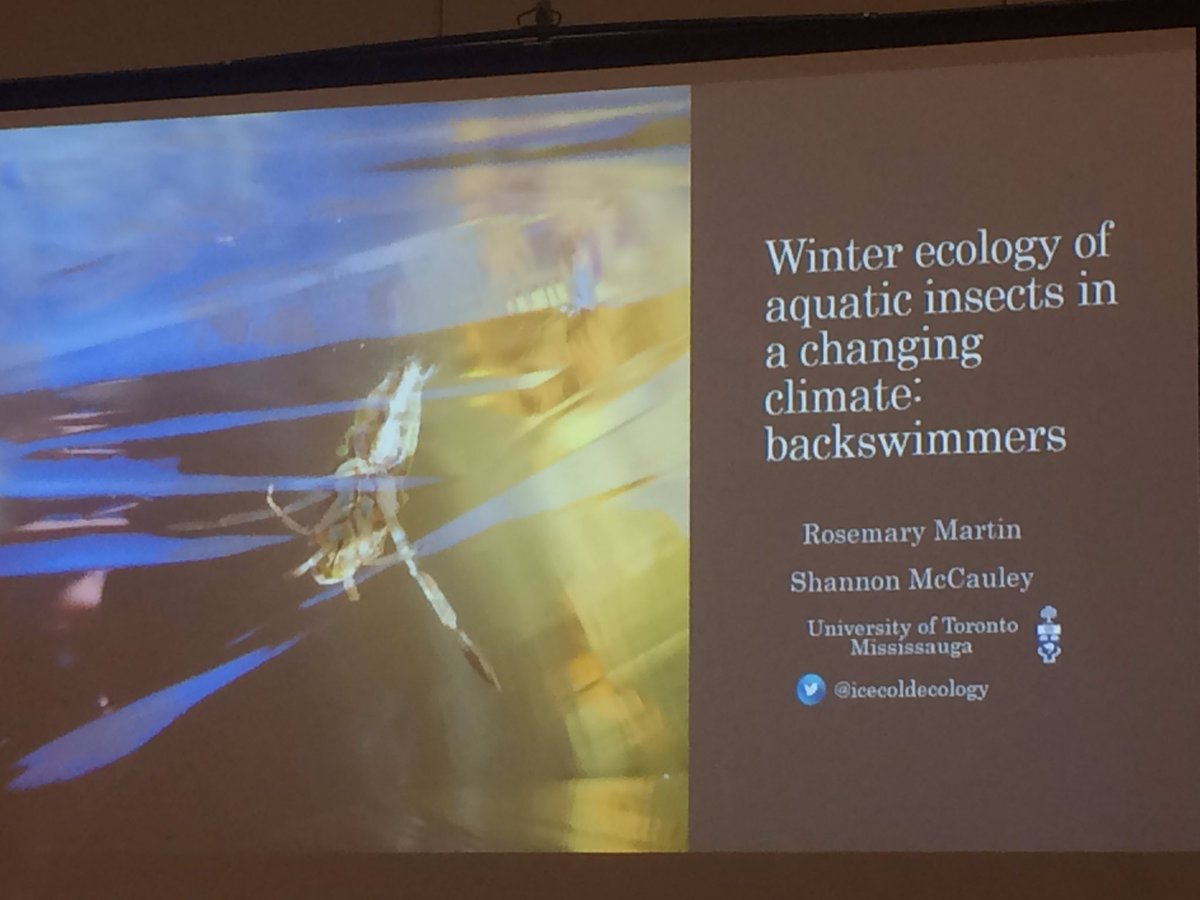 Fun insect fact: backswimmers are predacious true bugs that overwinter as adults under the ice. Interesting talk by @icecoldecology #EcoEvoEnto2019 #CSEE2019