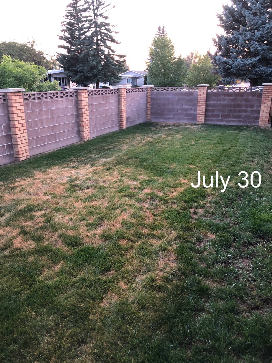 AdvancedAgTech's tweet photo. Anyone using ACF-SR for field crops, make sure to take a gallon or so and put it on your lawn.

This is a 19 day difference 😳. https://t.co/YCZV5CHYF7