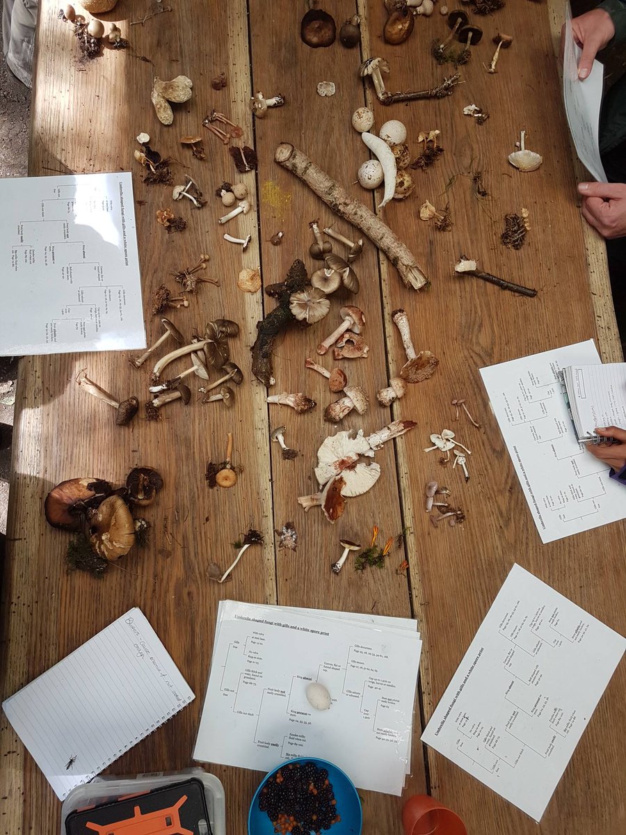 Training day with the Totally Wild UKs team of foragers with <a href="/Tastethewild/">Taste the Wild - Foraging and Outdoor Cookery</a> looking at mushroom families