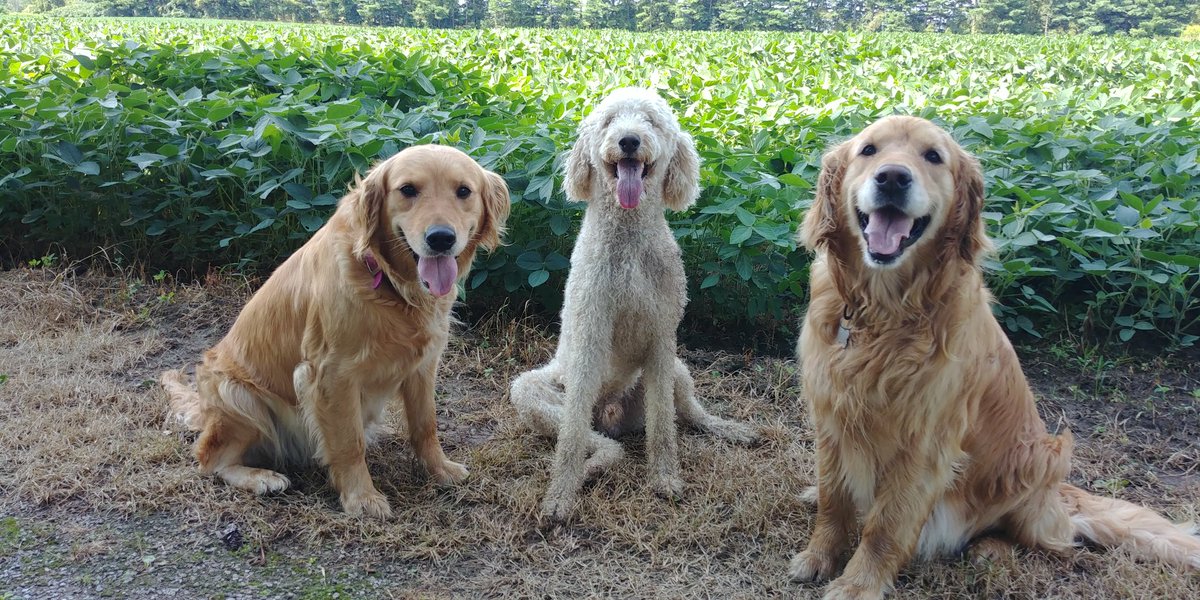 Checking the soybean fields with my crop scouts.... Rough job but somebody has to do it.