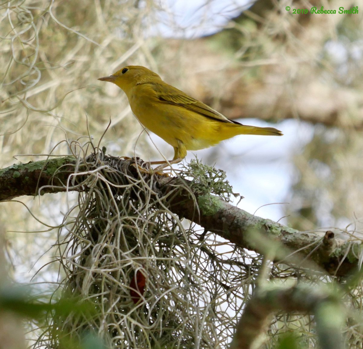 ArchaeopTourx's tweet photo. First of the fall migration. Yellow Warblers just passing through central Florida and Yellow-throated Warbler returned for the winter. Plus a Tufted Titmouse for extra cuteness! #fallmigration #fallwarblers #warblers https://t.co/J5dufjmNMq