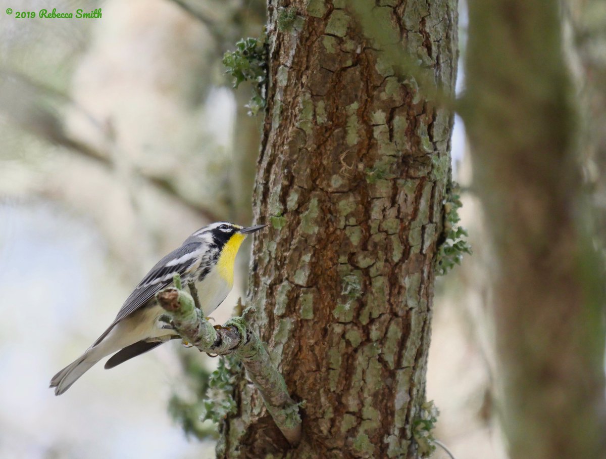 ArchaeopTourx's tweet photo. First of the fall migration. Yellow Warblers just passing through central Florida and Yellow-throated Warbler returned for the winter. Plus a Tufted Titmouse for extra cuteness! #fallmigration #fallwarblers #warblers https://t.co/J5dufjmNMq
