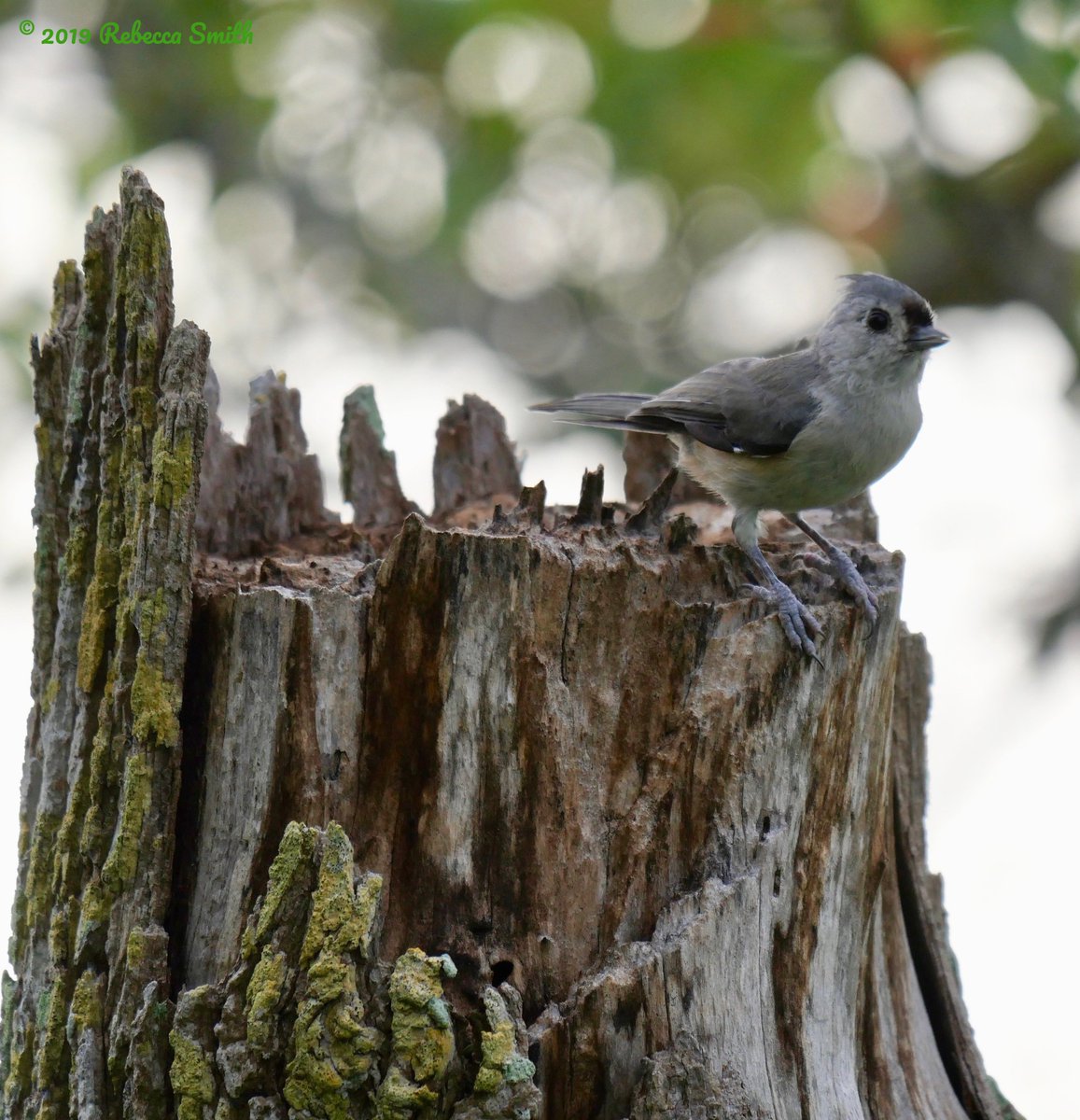 ArchaeopTourx's tweet photo. First of the fall migration. Yellow Warblers just passing through central Florida and Yellow-throated Warbler returned for the winter. Plus a Tufted Titmouse for extra cuteness! #fallmigration #fallwarblers #warblers https://t.co/J5dufjmNMq