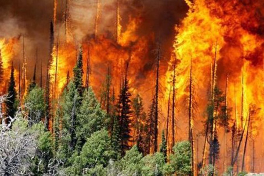villalobossebas's tweet photo. Tengo impotencia e indignacion con lo que está pasando en el Amazonas, no puedo creer que lleve más de 3 semanas incendiándose y ninguno de los gobiernos esté haciendo nada al respecto, ni siquiera los medios están Informando de esto. Van 475,000 hectáreas, ¿QUÉ PUTAS ESPERAN? https://t.co/4Far7usiTb