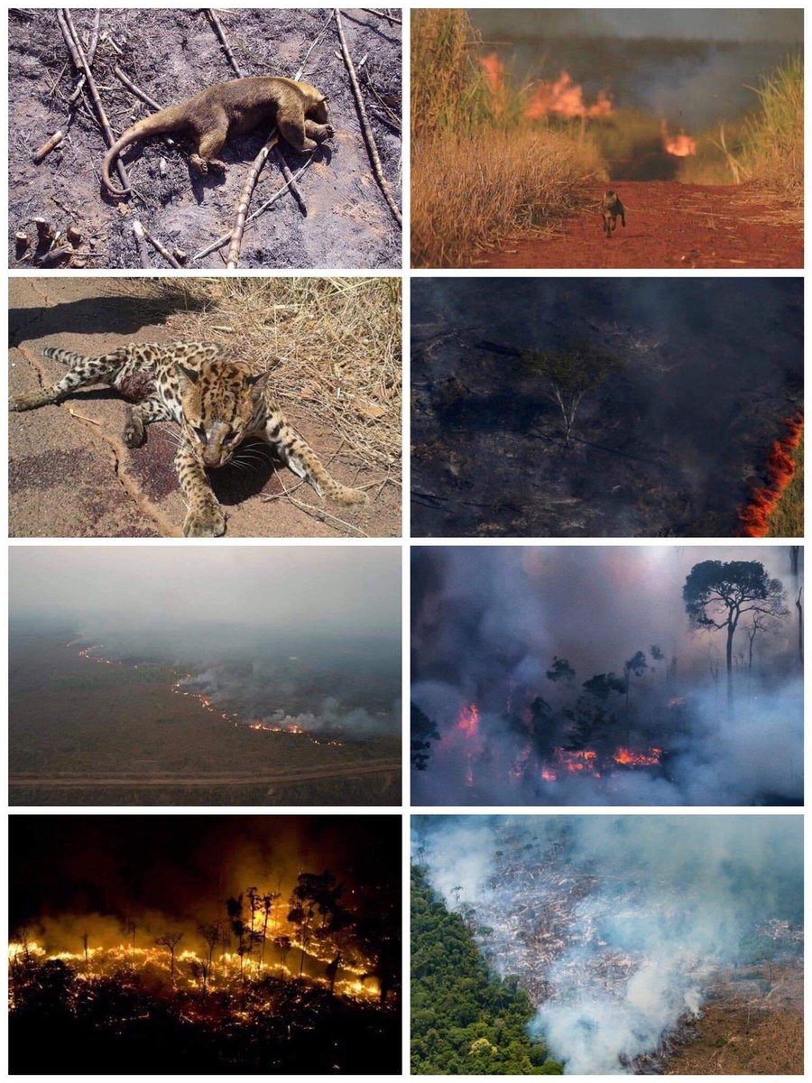 valentinacmpm's tweet photo. #PrayForTheAmazon El Amazonas lleva 17 días en llamas, pero como no es Notre Dame no se declara tragedia mundial ni se ha iniciado una campaña para recaudar un solo dolar para extinguir el fuego ni para su posterior "recuperación". https://t.co/ApWxqPuEpU