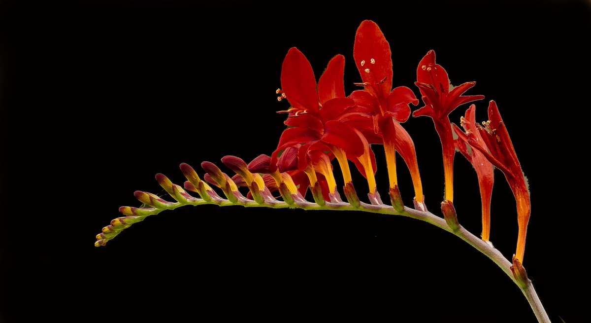 Micky_50's tweet image. Crocosmia Lucifer