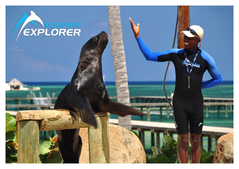 dexplorerpark's tweet photo. Show time! #dolphinexplorer #puntacana #paradise #enjoy https://t.co/FWykCYVT1T