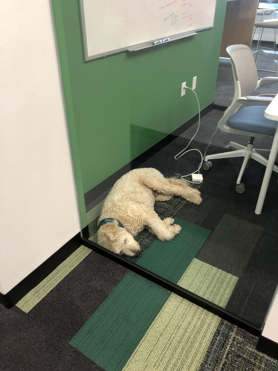 viccarre's tweet photo. Some coworkers don't feel productive today. #techstars #givefirst #NapFirst @techstars https://t.co/hTg3AxlI2X