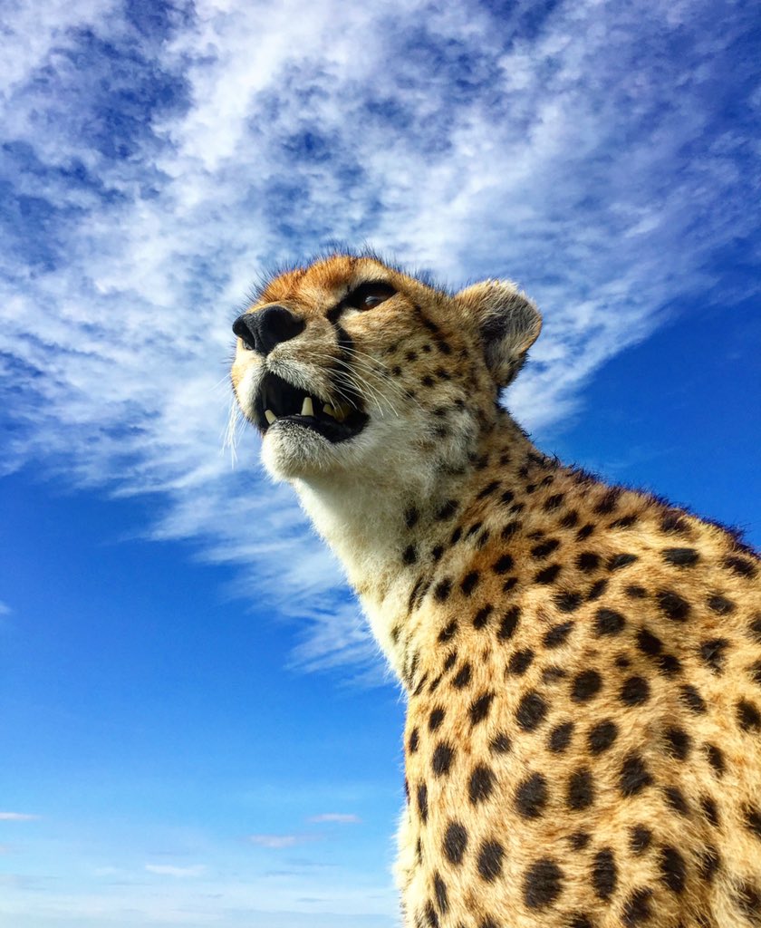 MALAIKA.

#shotoniphone #apple