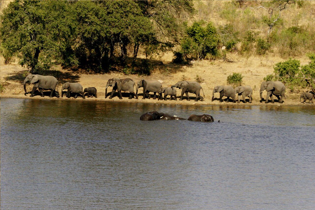 KWSafaris's tweet photo. Can you hear the theme of the #ElephantParade  from The Jungle book, in your mind? 

#krugerwildlifesafaris #africa

https://t.co/jXinzlKIPw https://t.co/Rl1Hdz3lqH