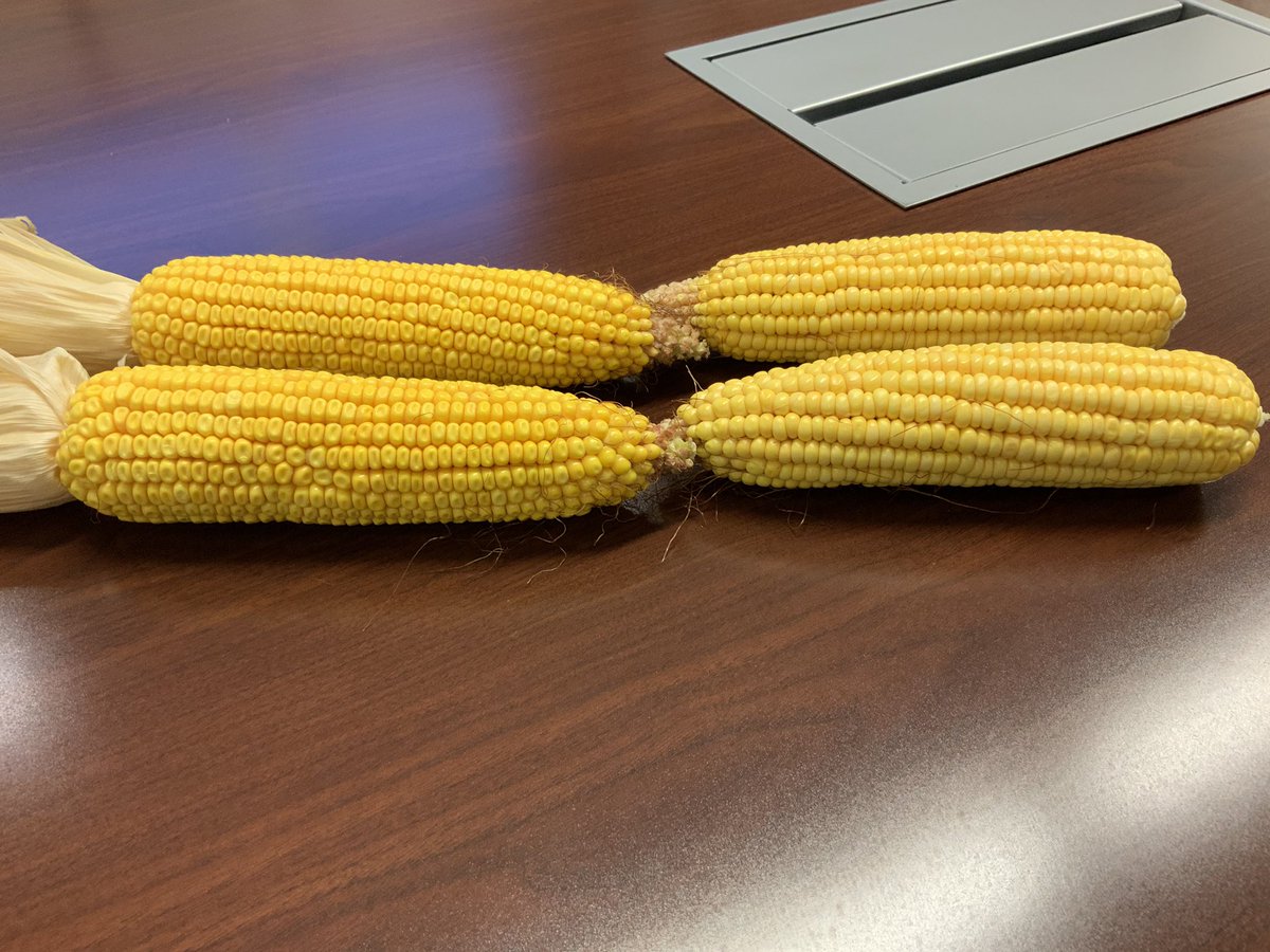 aghammer's tweet photo. 99 Day hybrid vs 113 day hybrid - plant date 4/21 - 2200 GDU - 34 k population - Blacklayer on 99 day projected for end of next week - learn more about this trial and others on Sept 5th @AuroraAgNetwork #ownersacres tour https://t.co/fENgNmMaK0