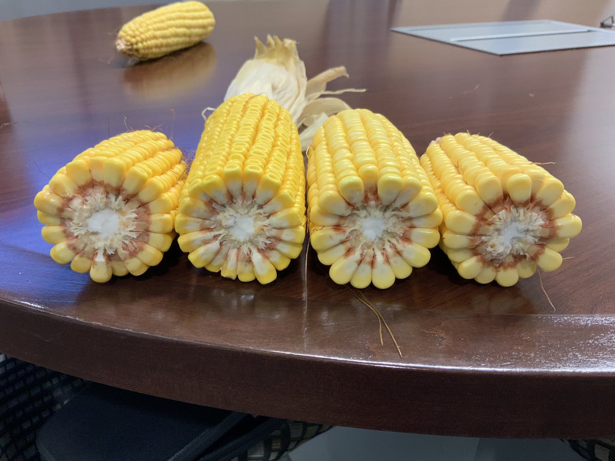 aghammer's tweet photo. 99 Day hybrid vs 113 day hybrid - plant date 4/21 - 2200 GDU - 34 k population - Blacklayer on 99 day projected for end of next week - learn more about this trial and others on Sept 5th @AuroraAgNetwork #ownersacres tour https://t.co/fENgNmMaK0