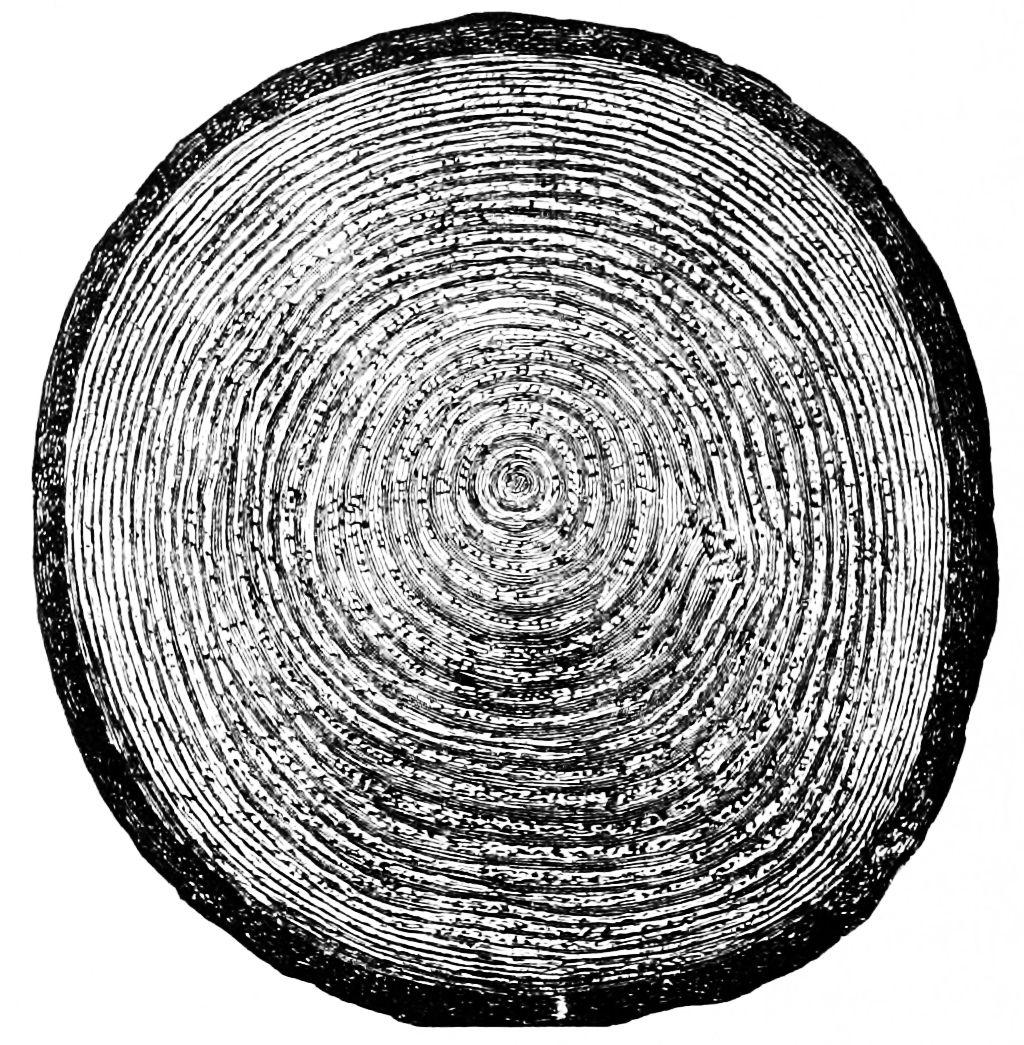 Just leaving a picture of a tree ring here under the suspicion that this might have something to do with nested sets representation and growth and branching of actual trees.