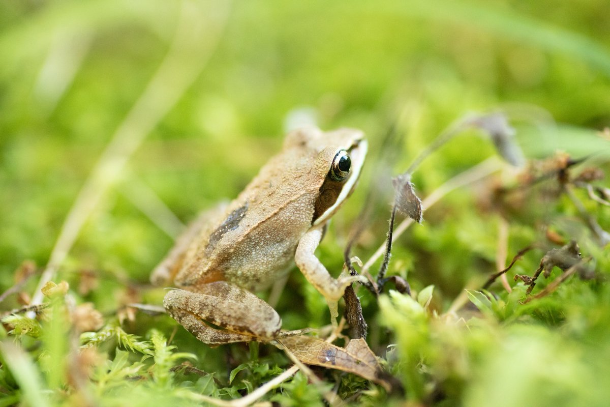 wood frog
