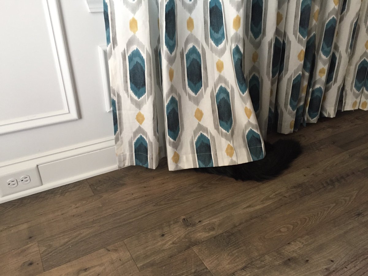 meow_CandW's tweet photo. Stranger danger. Must use my invisibility cloak so dey don’t see me. #waffleskitty #kittythoughts #CatsOfTwitter https://t.co/4QA7djJeXi