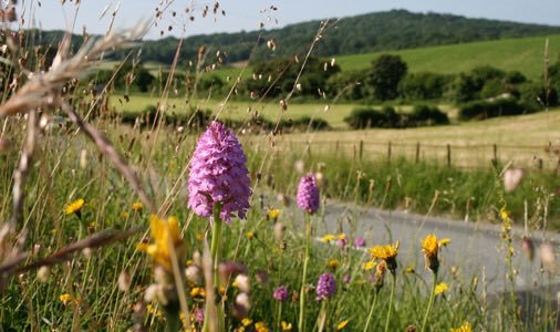 LOVELY and important <a href="/guardian/">The Guardian</a>  Plantwatch article by Paul Simons highlighted just how incredibly important #RoadVerges are to wild flowers and the wildlife they underpin theguardian.com/science/2019/a… <a href="/guardianeco/">Guardian Environment</a> <a href="/guardianscience/">Guardian Science</a> <a href="/DrTrevorDines/">Trevor the botanist</a> <a href="/katefpetty/">Kate Petty</a>