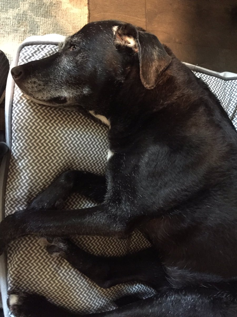 SouthernPawPaw's tweet photo. Pretending to nap while protecting our hooman & home on all sides is the hallmark of senior zombie hunting...our radar ears never miss a cheese wrapper and our olfactory senses haven’t failed us yet🤣🐕👅🧀. #ZSHQ #SeniorPups #HuntDogs https://t.co/FkdDDrQvoB