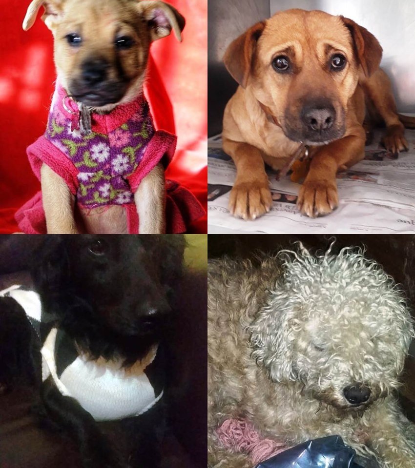 eltuitdemarsh's tweet photo. Urgente! Hace dos años murió su mamá humana, quedaron asistidos por una parienta pero ahora la casa se vende y serán arrojados a la calle! ¿Les das un HT u HD? Todos esterilizados y chipeados. Si puedes ayudar a salvarlos, escribe a Maviday García en Facebook. Favor RT! https://t.co/aBwItnnMHz