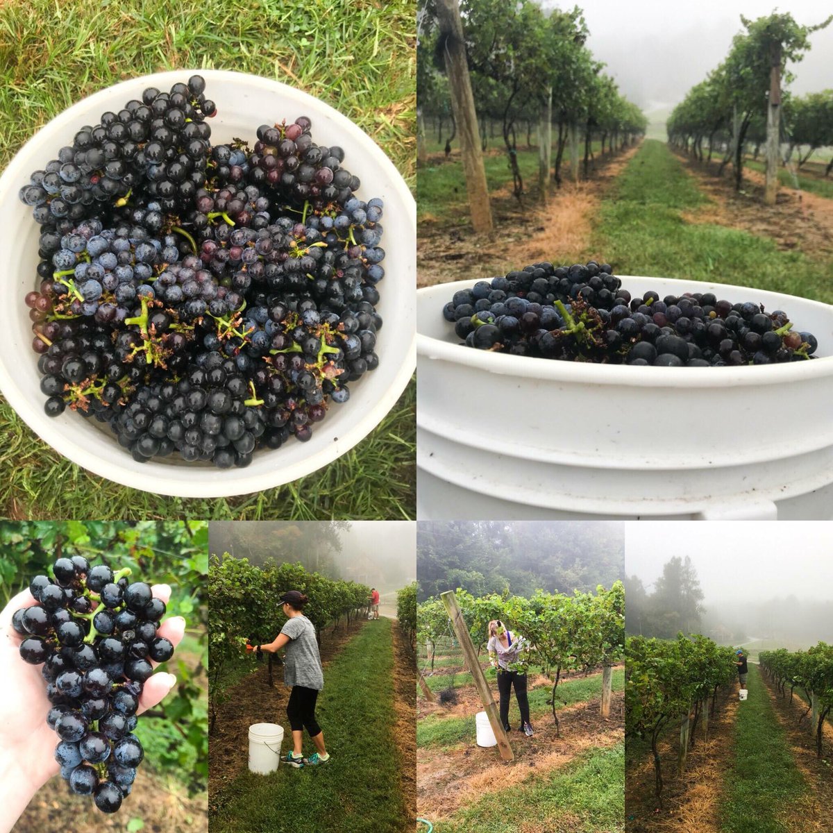 ParadiseHillsRS's tweet photo. Volunteer Pickers Needed.
Tuesday August 27 at 8-10 am
Come experience life on the vineyard. 
Call 706-745-7483 to sign up. 
.
.
.
#livingthedream #paradisehillsfun #paradisehillsteam #paradisehillsstrong #harvest2019 #upperhiawasseehighlands #northgeorgiawineries https://t.co/u1ncLwAoqe